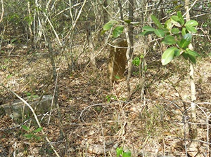 Rice Cemetery