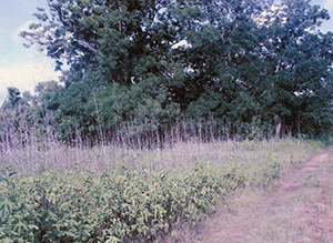 Jones Creek Cemetery | FB-C162